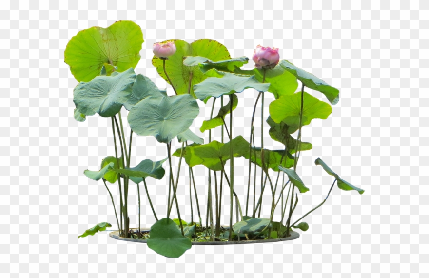 Clip Art Freeuse Free Flowers Png - Aquatic Plants Png Transparent Png