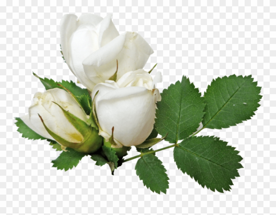 Transparent Background White Roses Png Clipart