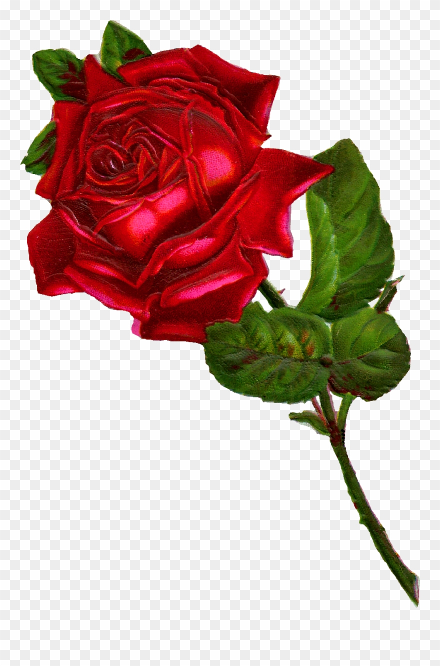 Antique Images Stock Red Rose Digital Clip Art Hawaiian - Vintage Red Rose Png Transparent Png
