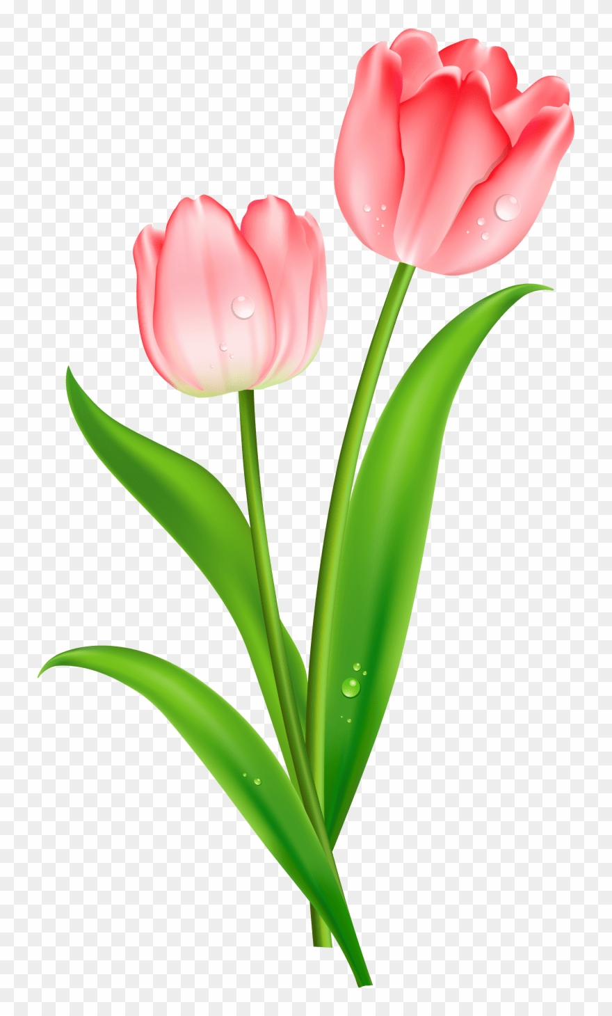Interesting Ideas Tulip Clipart Free Watercolor Tulip - Tulip Clipart Png Transparent Png
