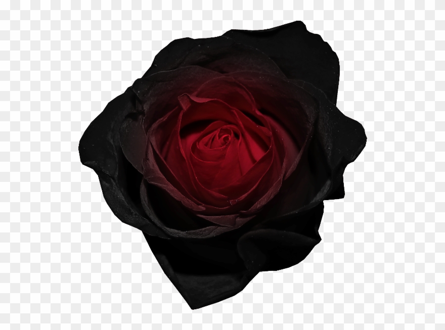 Black Flower Gif Transparent Clipart