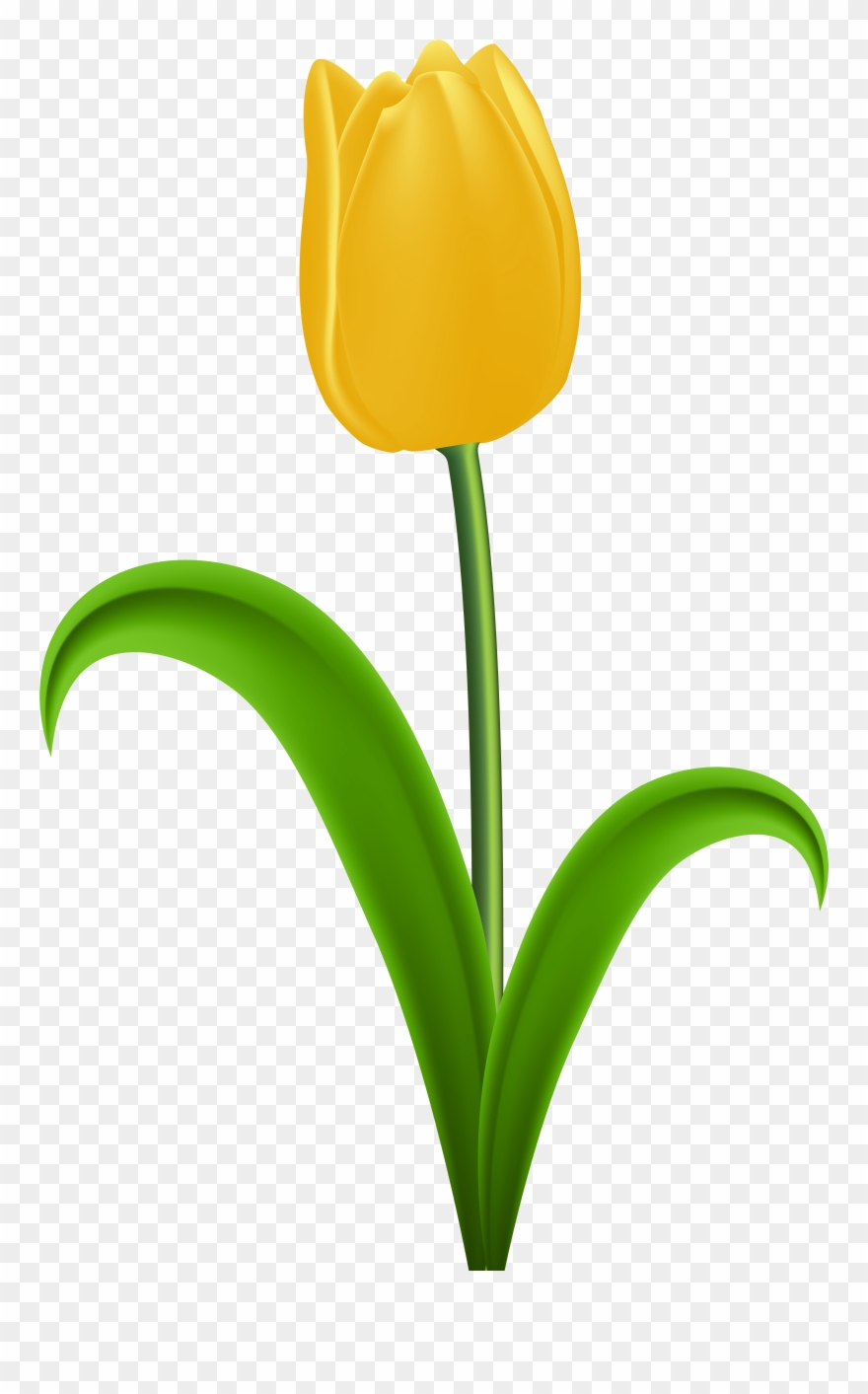 Yellow Tulip - Clipart Yellow Tulips - Png Download