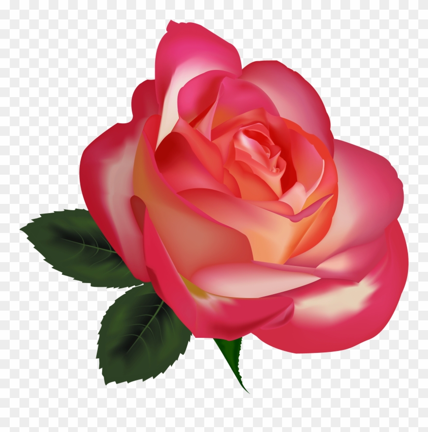 Beautiful Rose Clip Art Clipart Free Download - Realistic Clip Art Flowers - Png Download
