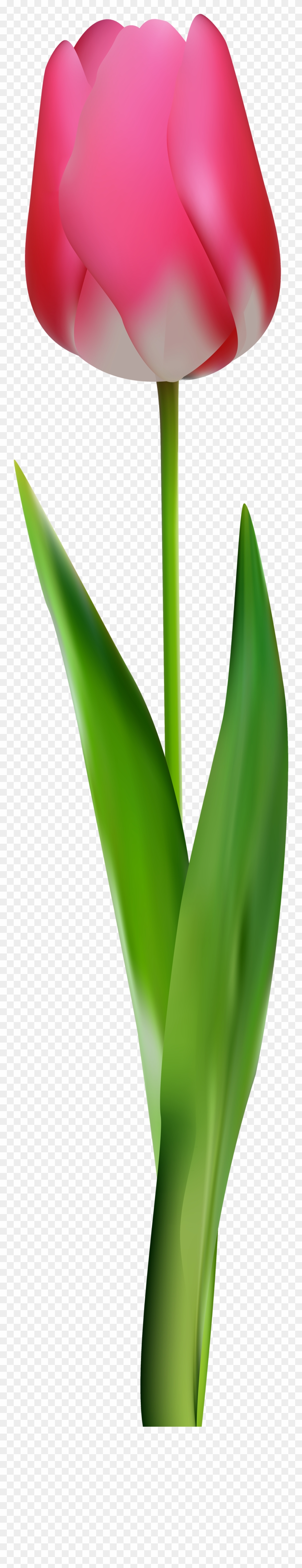 Flowers Clipart Tulip - Flower Png Tulip Pink Transparent Png