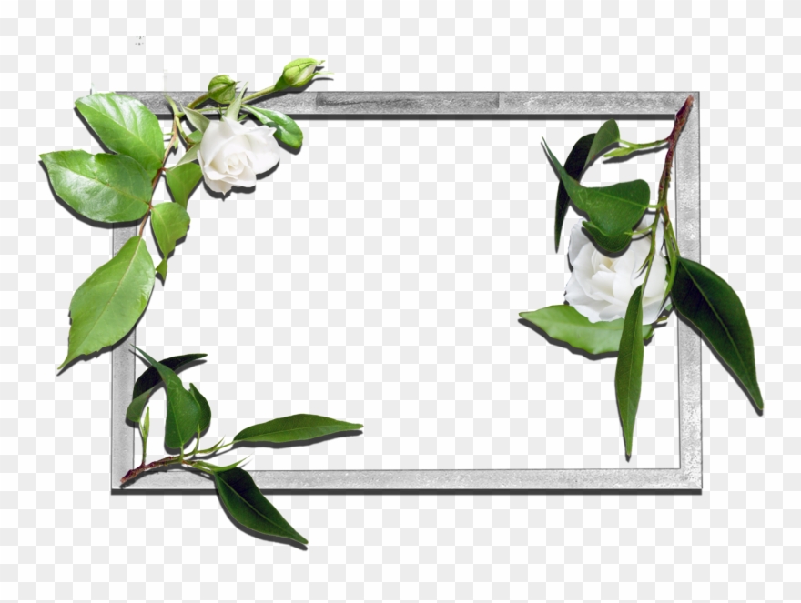 Frames Flowers Transparent Png Clipart