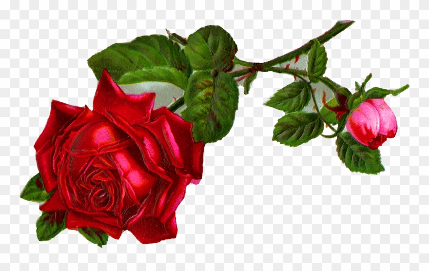Antique Images Stock Red Digital Clip Art - Garden Roses - Png Download