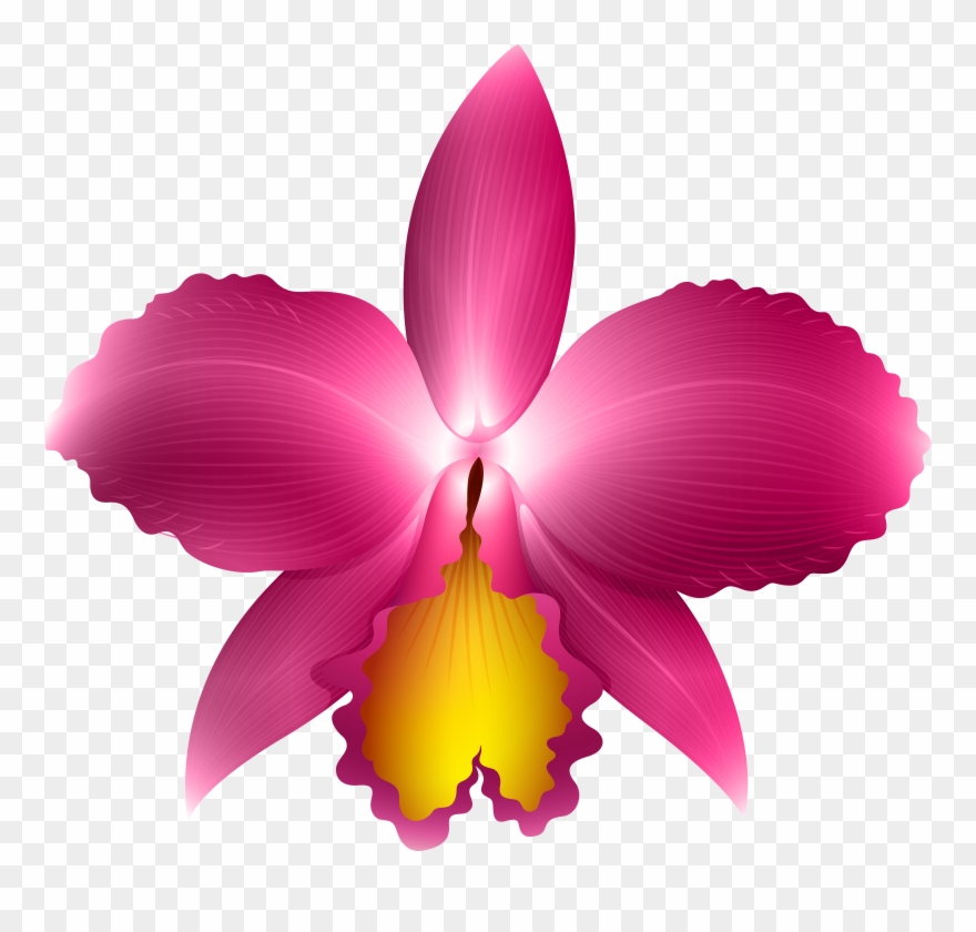 Clipart Frames Orchid - Orquidea Cattleya Png Transparent Png