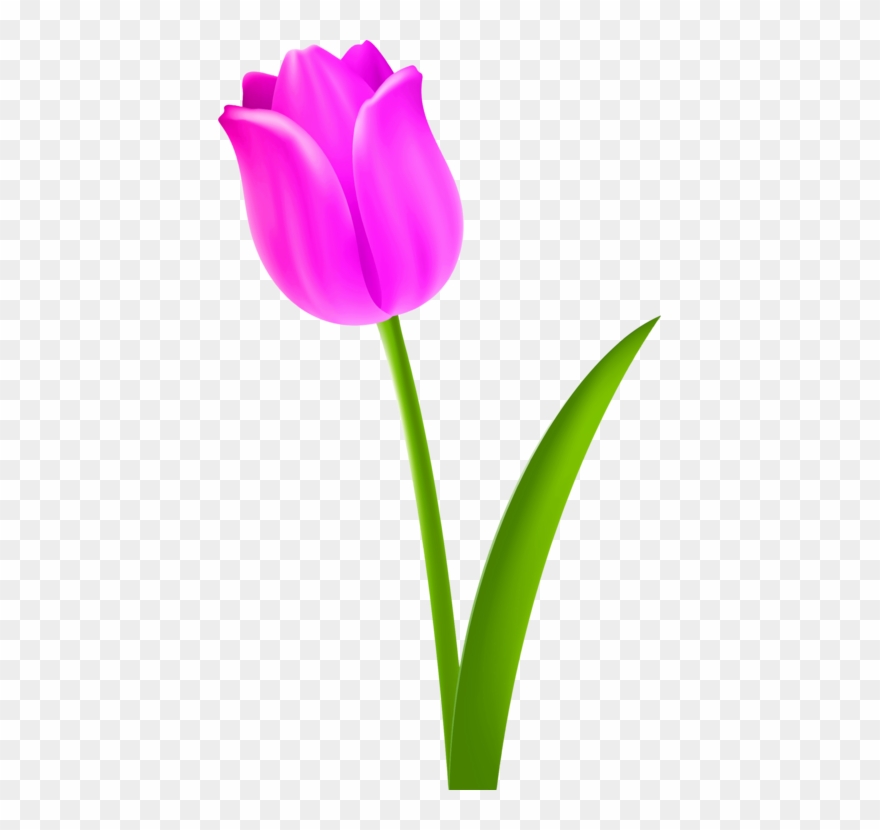 Tulip Flower Petal Purple - Clip Art - Png Download