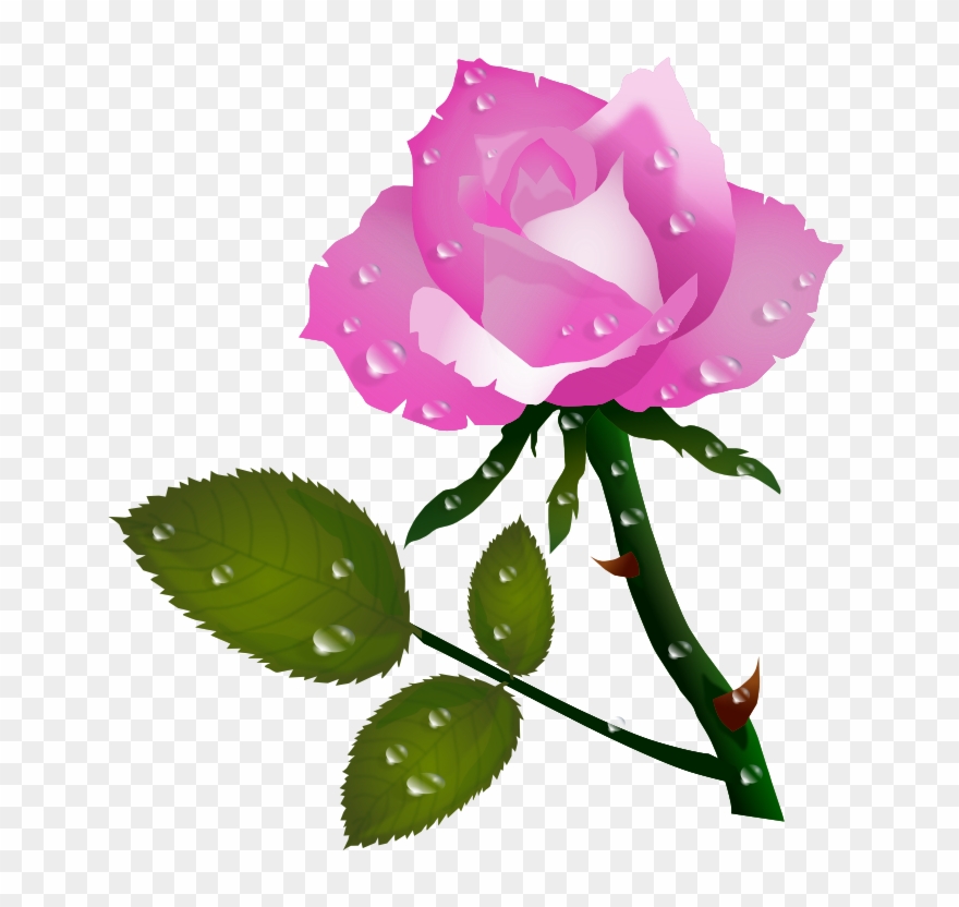 Pink Rose Clipart Pretty Pink - Rose Flower P - Png Download