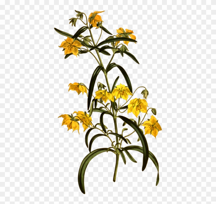 Cut Flowers Petal Floral Design Drawing - Flower Clipart