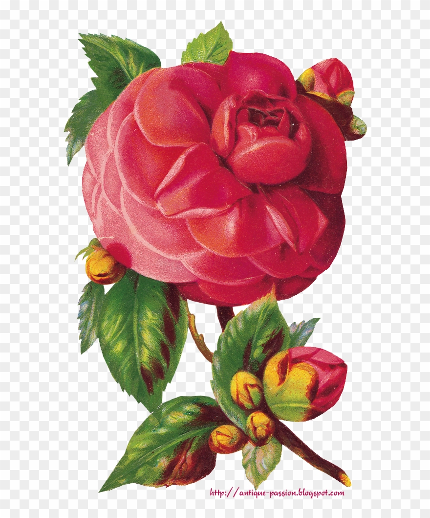 Элементы Для Творчества - Old-time Roses Stickers By Maggie Kate Clipart