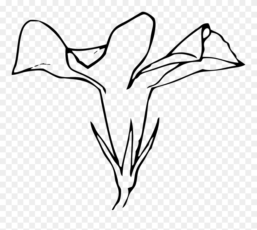 Calla Lily Clip Art Free - Linear Drawing Of A Flower - Png Download