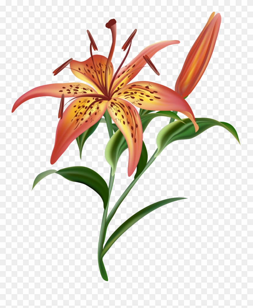Tigerlily Floral Art Transparent Background Clipart