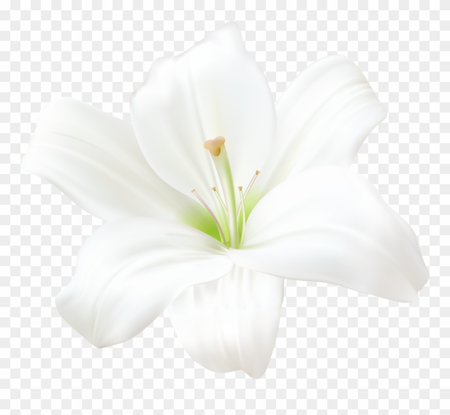 Lily Flower Clipart - Png Download