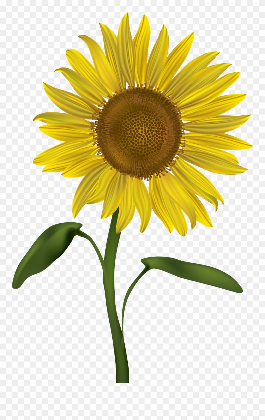 Transparent Png Clip Art - Sunflower Clip Art