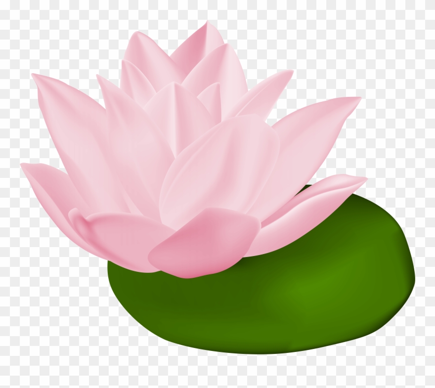 Pink Water Lily Transparent Png Clip Art Image Gallery