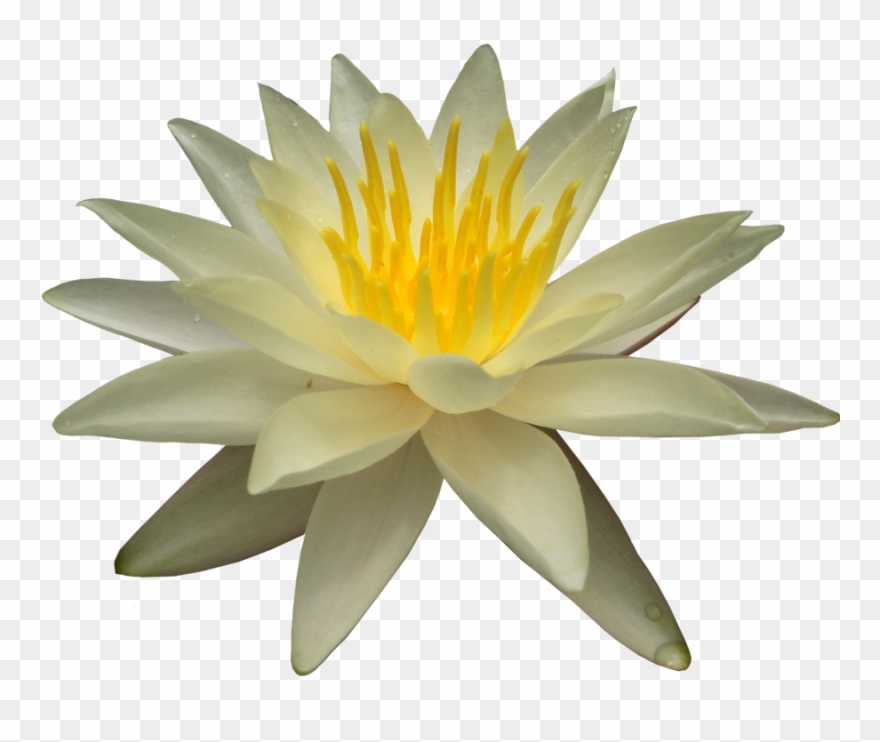 Water Lily Png Picture - Water Lilies Clipart