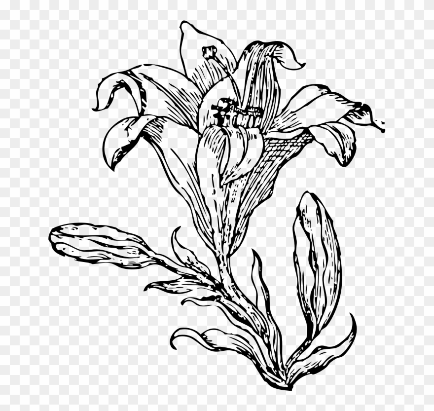 Flower Png Vector Line Clipart