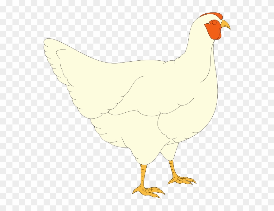 Tavuk Resmi Çizimi Küçük Clipart