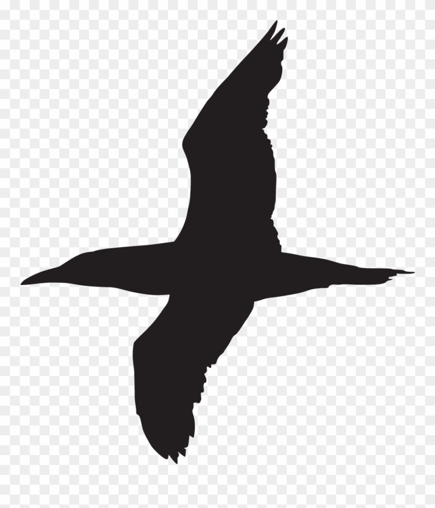 Magnificent Frigatebird - Gannet Silhouette Clipart