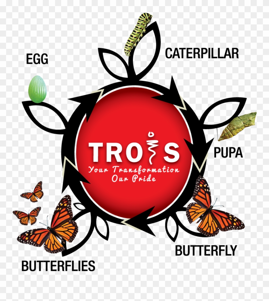 Metamorphosis - Caterpillars Have Surrendered And Turned Into Butterflies Clipart