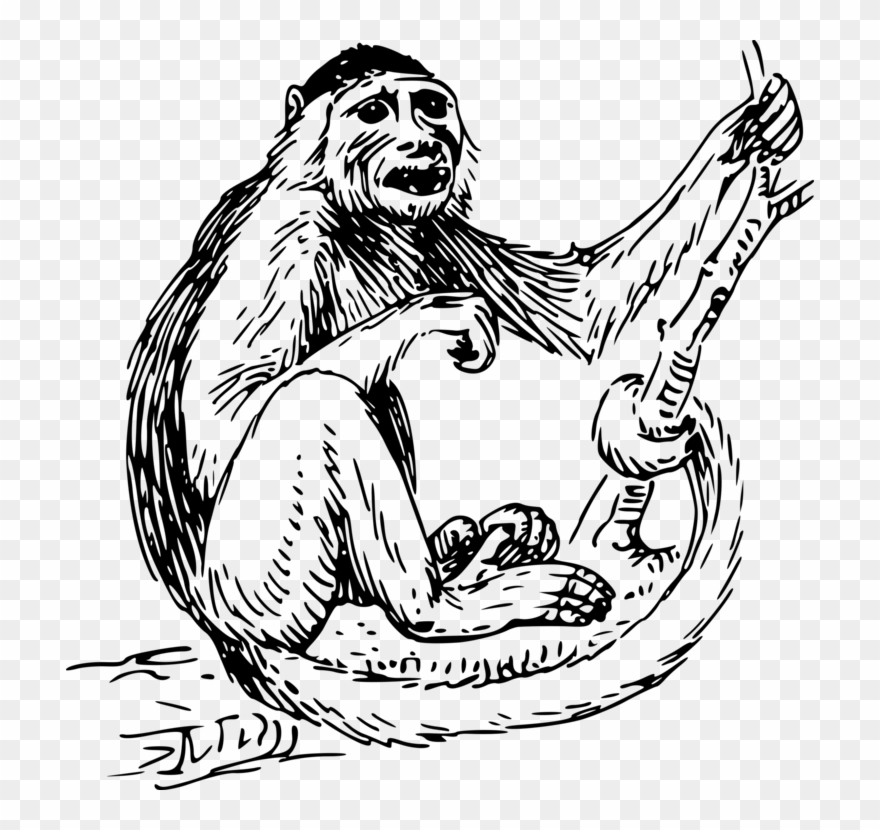Capuchin Monkey Primate Spider Monkey Drawing - Monkey Clip Art Black And White - Png Download