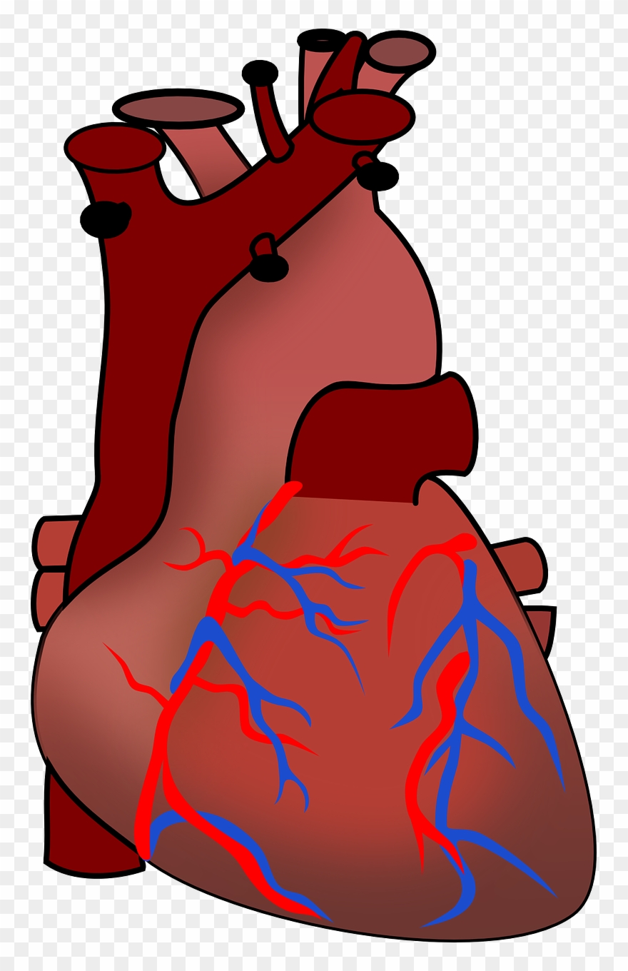 Free - Human Heart Clipart - Png Download