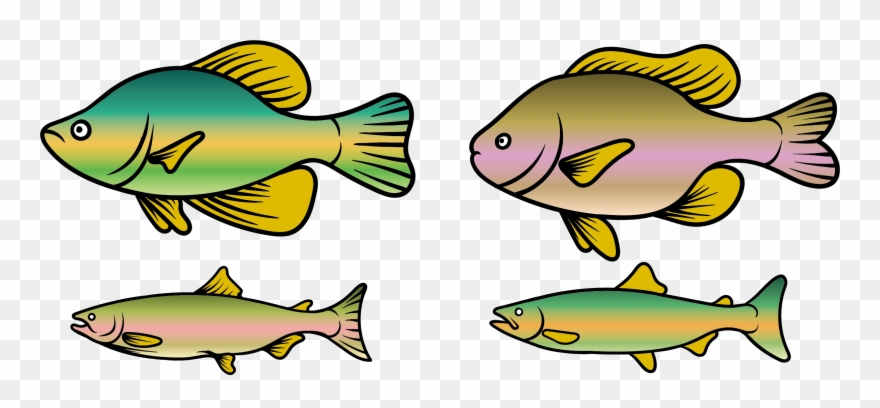 Clipart Download Rainbow Trout Clipart At Getdrawings - Fish - Png Download