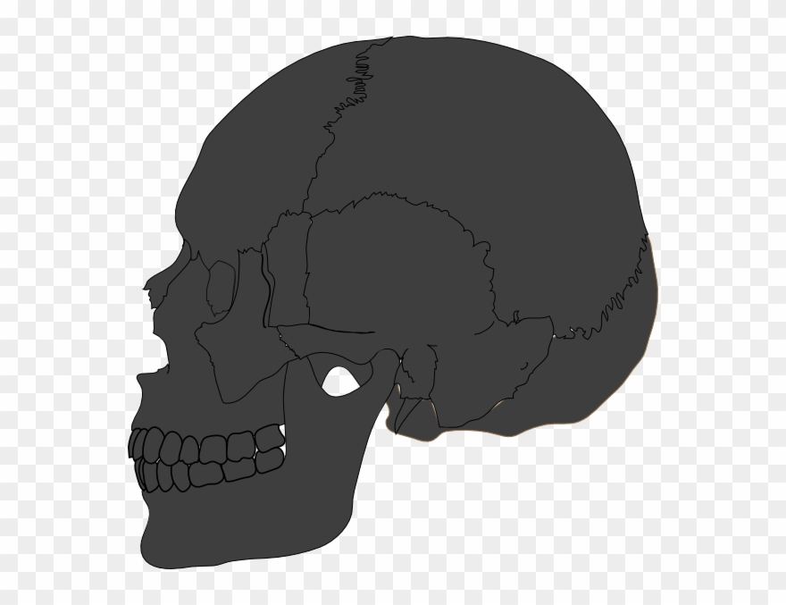 Skull Clipart Skull Anatomy Bone - Skull - Png Download