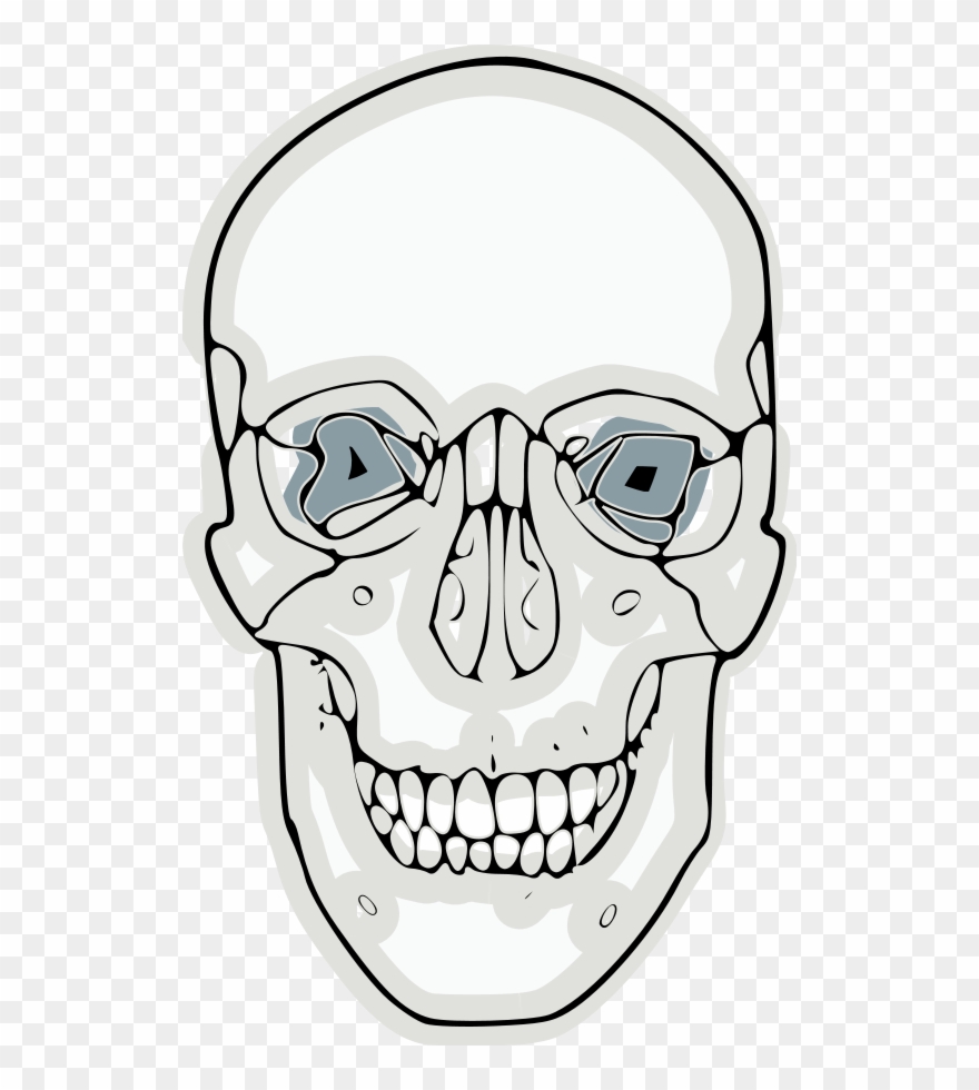 Digitalized Human Skull Clipart, Vector Clip Art Online, - Craneo Frontal Para Dibujar - Png Download
