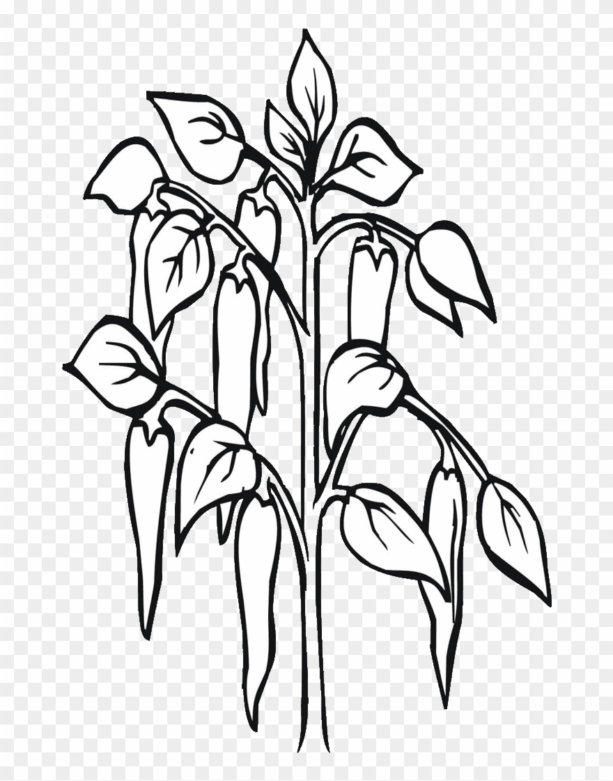 Svg Free Chilli Drawing At Getdrawings - Chilli Plant Black And White Clipart
