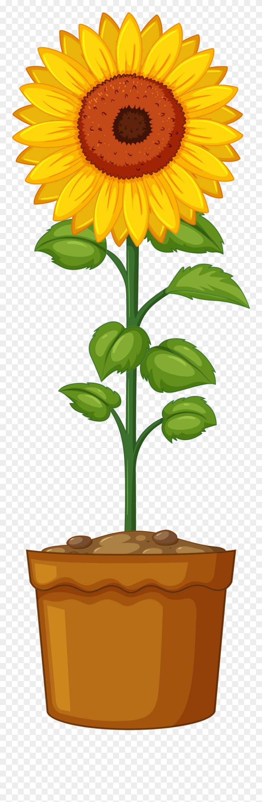 Britton Sunflower Planting - Sunflower Life Cycle Clipart