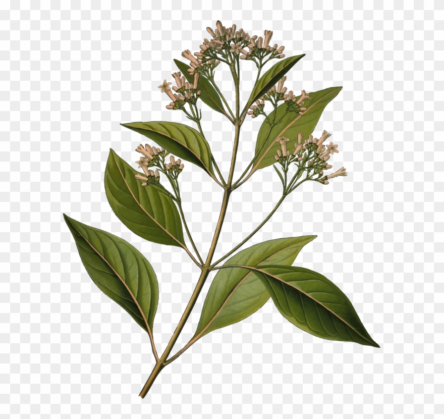 Quinine Cinchona Pubescens Bark Tonic Water Medicinal - Cinchona Bark Clipart