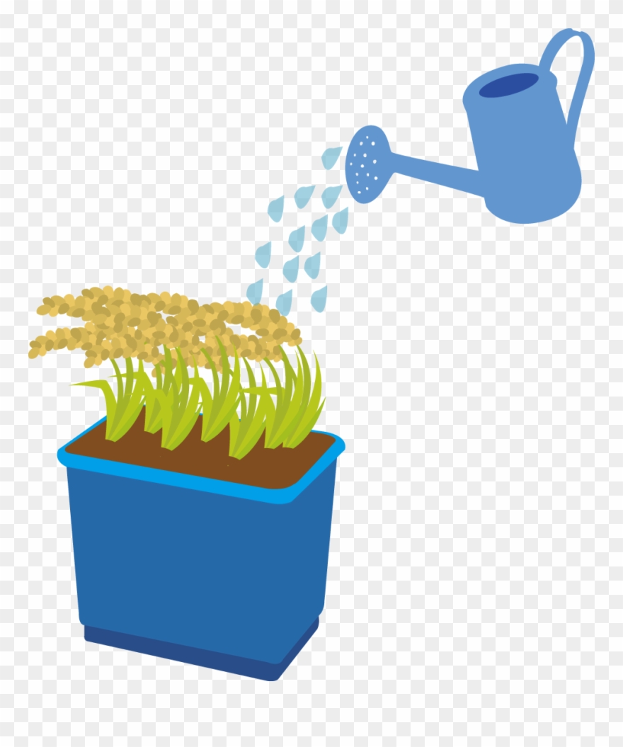 Rice Can Also Be Grown In A Bucket Or Planter At Home Clipart