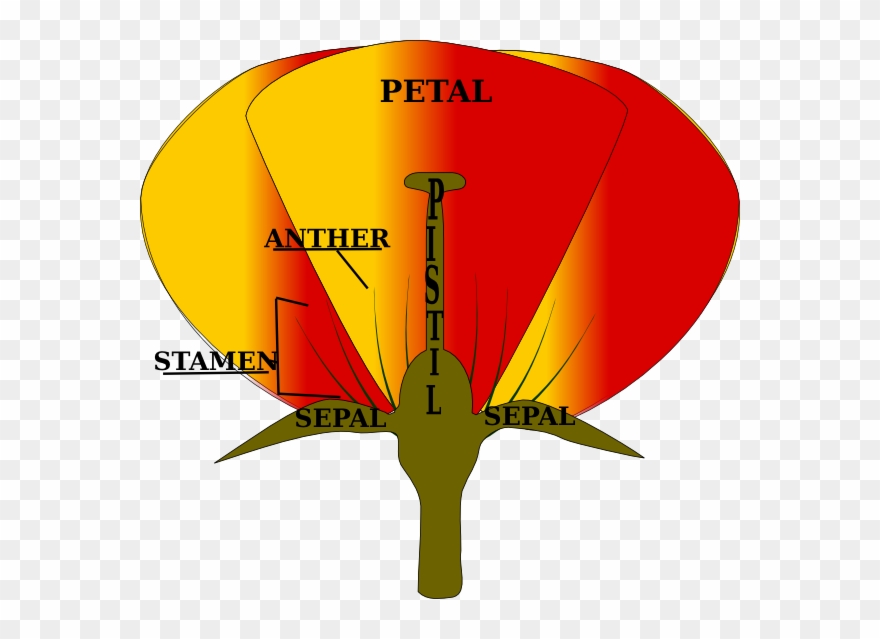 Parts Of A Plant Clipart - Parts Of A Flower Png Transparent Png