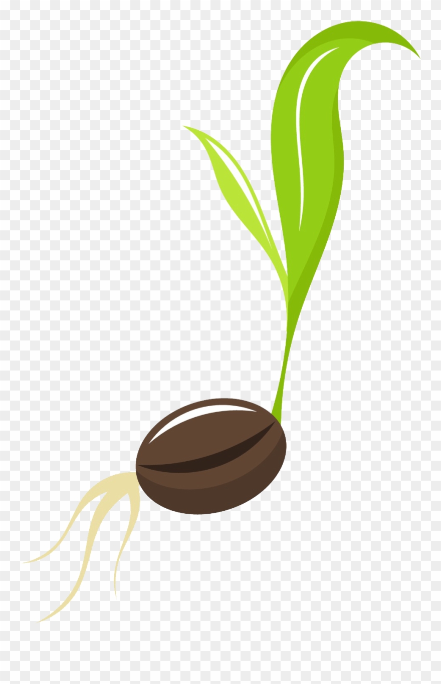 Seed Free Png Image - Transparent Background Seed Clipart