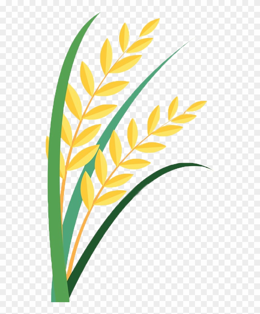 Grain Clipart Paddy - Clip Art - Png Download