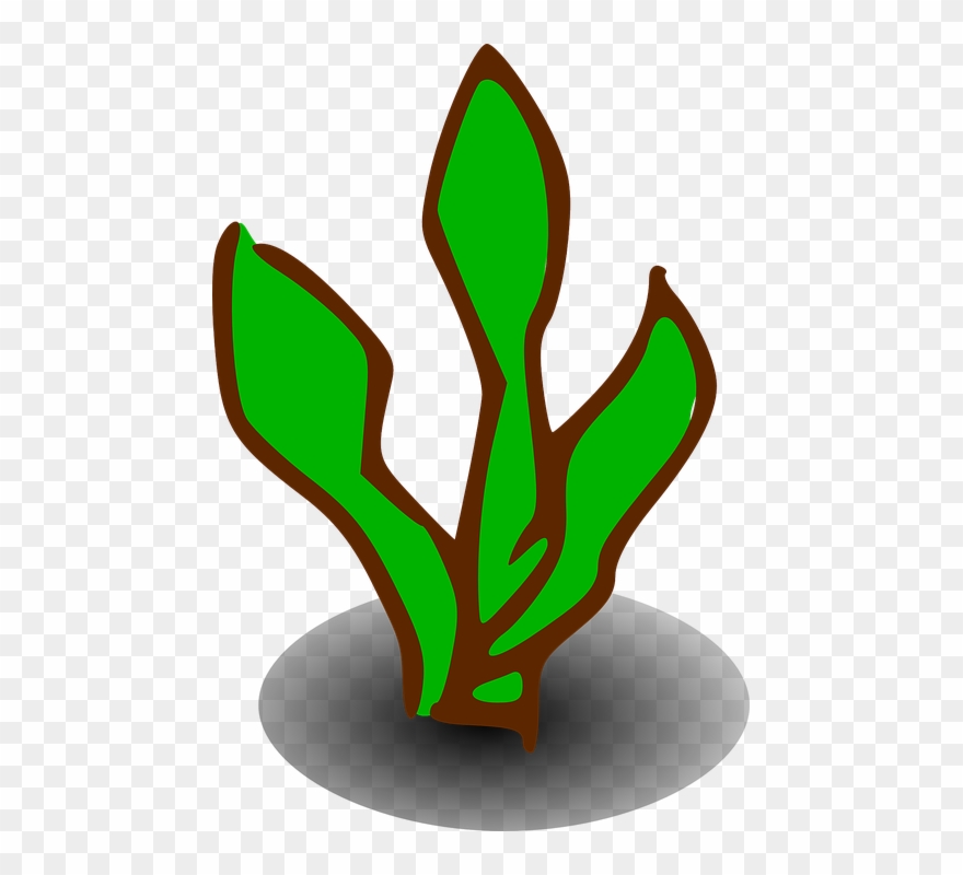 Shrub Clipart Symbol - Kelp Clipart - Png Download