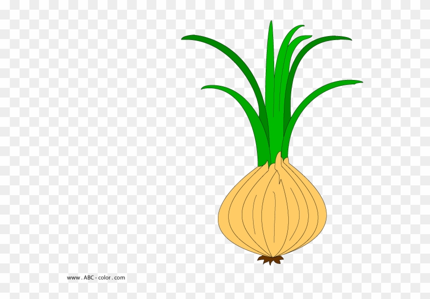 Image Free Onion Raster Clipart - Цибуля Кліпарт - Png Download