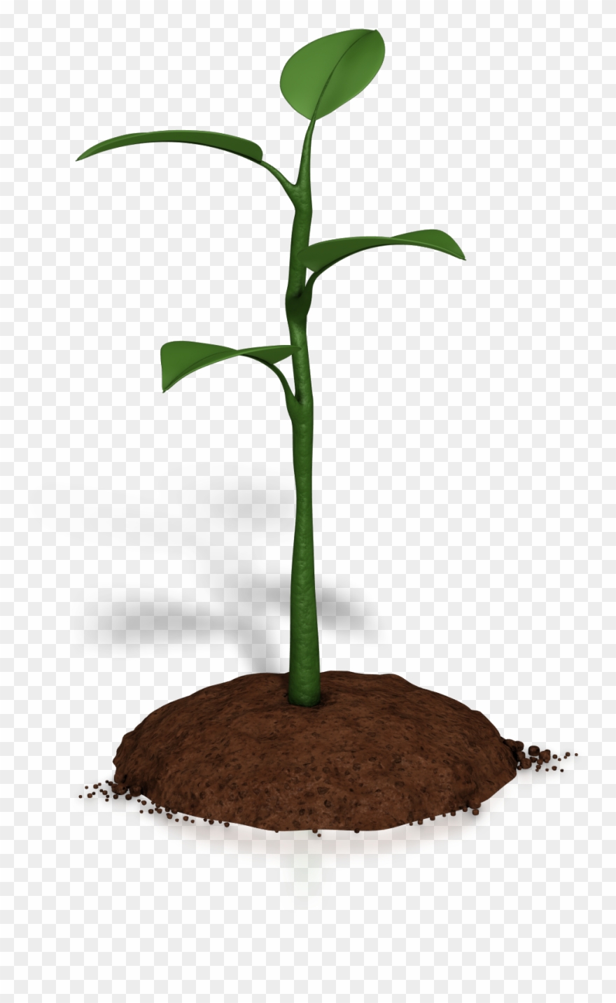 Soil Clipart Plant Growth - Plant Animations For Powerpoint - Png Download
