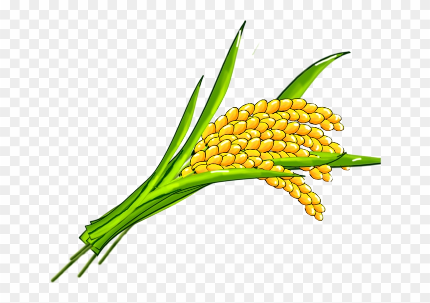 Clip Art Transprent Png Free Download Grass - Rice Transparent Png