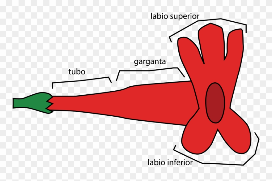 Flower Morphology Perianth Type Bilabiate - Throat In Flower Clipart