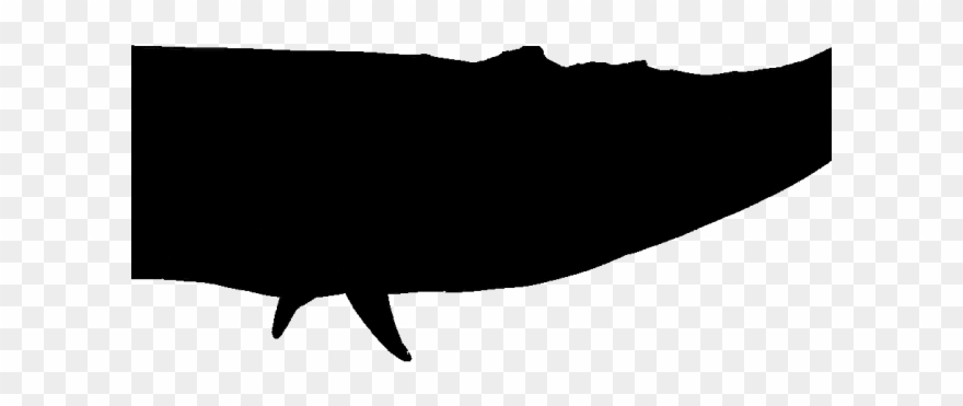 Sperm Whale Clipart Shadow - Silhouette - Png Download
