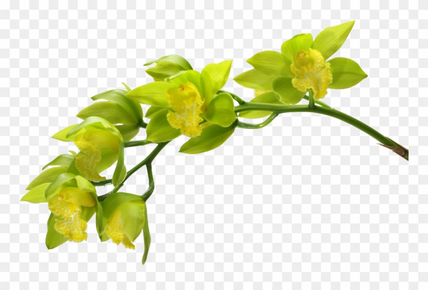 Wiosna-kwiaty Green Orchid, Green Flowers, - Green Orchid With White Background Clipart