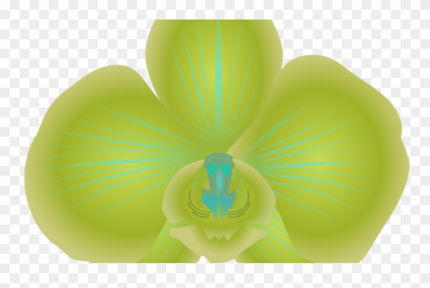 Orchid Clipart Green Flower Pencil And In Color Orchid - Cattleya - Png Download
