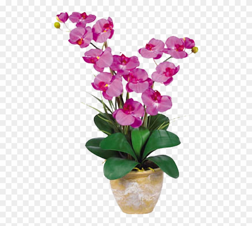 Orchid Double Stem Phalaenopsis Silk Orchid Arrangement - Orchid Flower Clipart