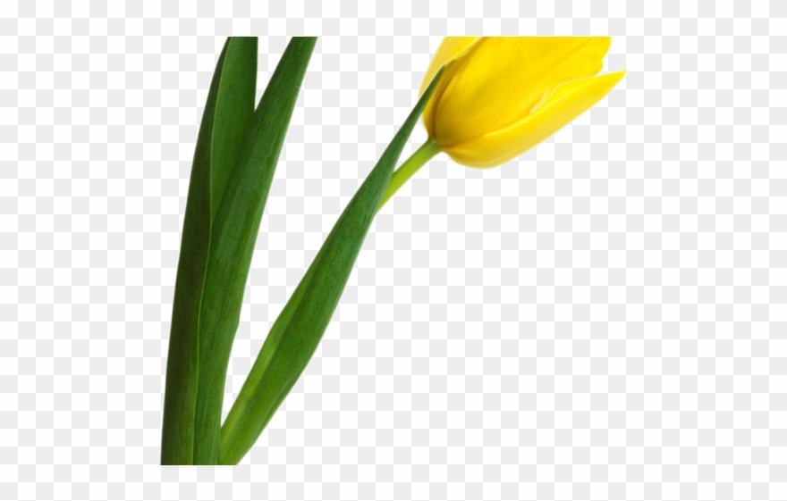 Tulip Clipart Easter - Желтые Тюльпаны Пнг - Png Download