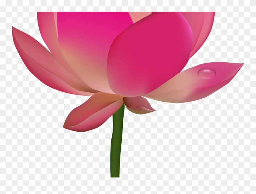 Transparent Background Lotus Png Clipart