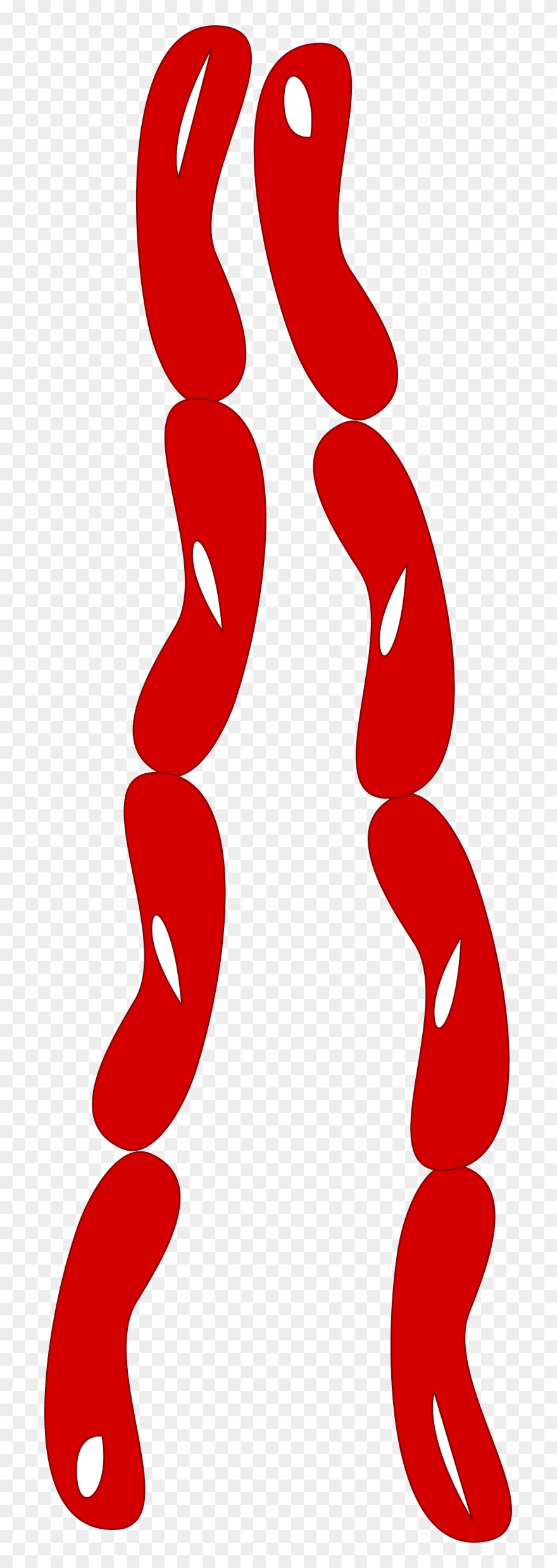Png - Clipart String Of Sausages Transparent Png