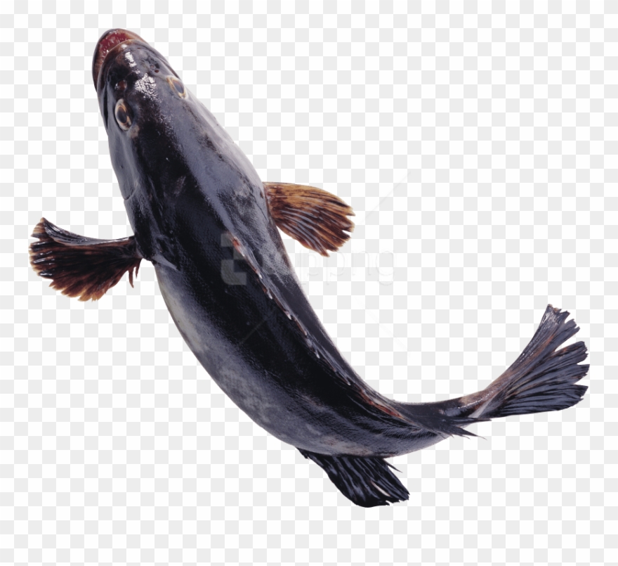 Free Png Download Fish Png Images Background Png Images - Transparent Transparent Background Fish Png Clipart
